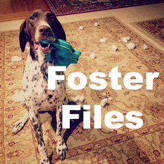 ava foster files