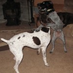 barley playing