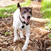 Sophie – Our Foster Dog