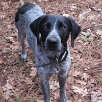Barley – Our Foster Dog