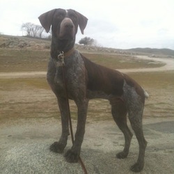 Bailey – Our Foster Dog – Adoption Pending