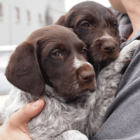 GWP/GSP Puppies Bonnie and June