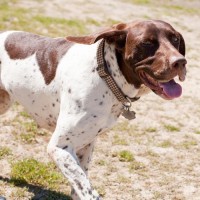 Janie – Our Foster Dog