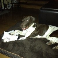 Buddy