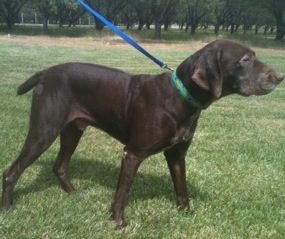 Bandit – Our Foster Dog