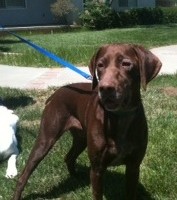 Bandit – Our Foster Dog