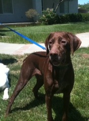 Bandit – Our Foster Dog
