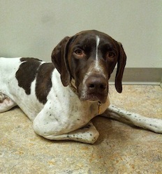 Rally – Our Foster Dog