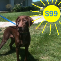 Bandit – Our Foster Dog – Adoption Pending