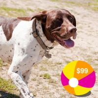 Share Your Summer with Janie – Our Foster Dog