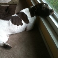 Rally’s on squirrel patrol