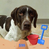 Share Your Summer with Rally – Our Foster Dog