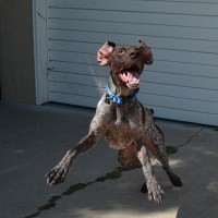 It’s a bird, it’s a plane…it’s Bug’s ears!