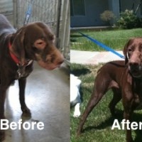 Bandit’s makeover