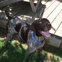 Bug – Our Foster Dog – Adoption Pending