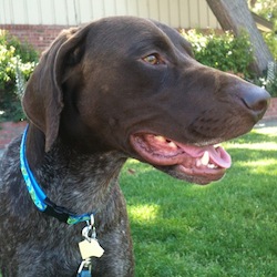 Cooper – Our Foster Dog