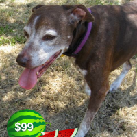 Share Your Summer with Dottie – Our Foster Dog