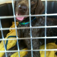 Cooper3 on his way to his foster home