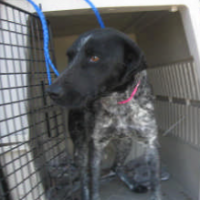 Pretty – Female – Shelter Dog in Porterville