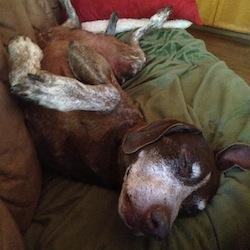 Princess – Our Foster Dog