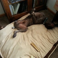 Cooper gets comfy