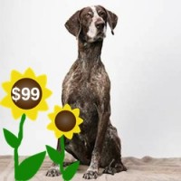 Share Your Summer with Alphie – Our Foster Dog