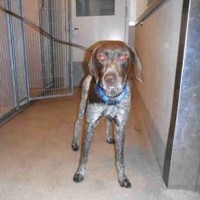 Male – Shelter Dog in Atwater