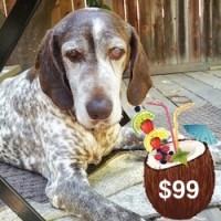 Share Your Summer with Cyrus – Our Foster Dog