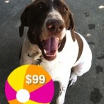 Gunner would love to spend the summer with you!