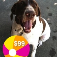 Share Your Summer with Gunner – Our Foster Dog