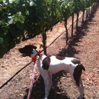 Rally goes wine tasting