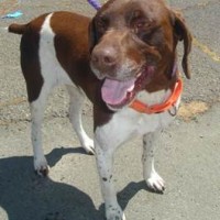 Savannah – Female – Shelter Dog in Vallejo
