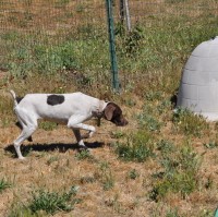 Skittles – Female – Shelter Dog in Quincy