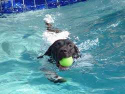 Tre-swim