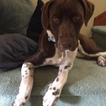 Woodie success story