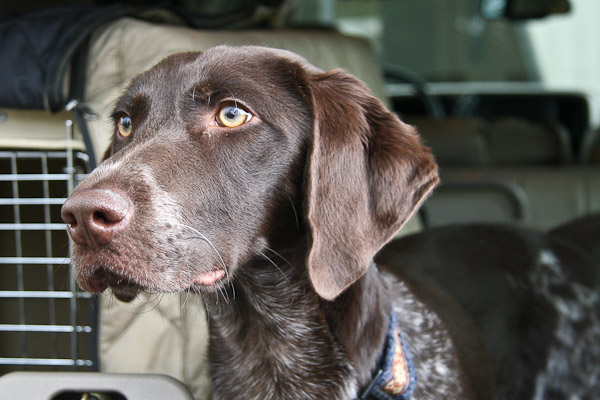 German shorthaired best sale pointer rescue midwest