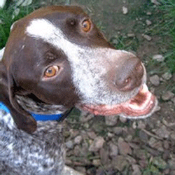 Close-up of a dog's face signifying sponsoring a dog