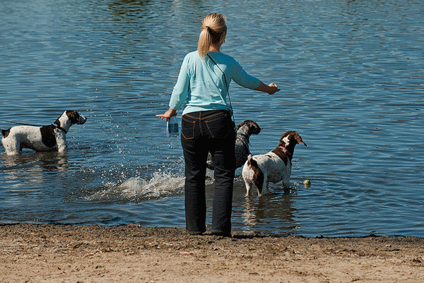 A volunteer throwing a ball into the water, 3 GSPs looking on