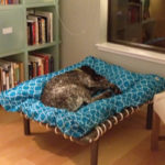 Tori is comfy at home!