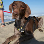 Hank is adopted!