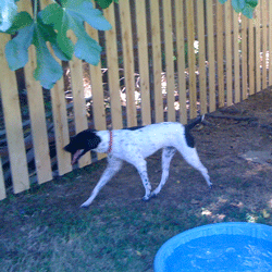 Bruno strutting along in front of a slat fence, near a kiddie pool