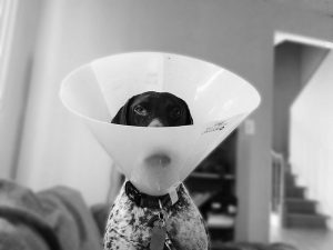 GSP wearing a cone