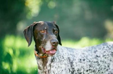 Moose Id 130236 Male Shelter Dog In Salinas Norcal Gsp Rescue