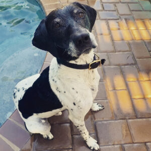 Bruno sitting on a brick patio at the end of a pool