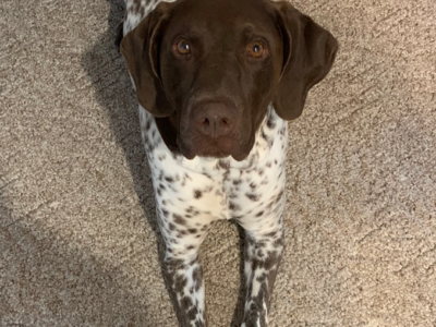 Home - NorCal GSP Rescue