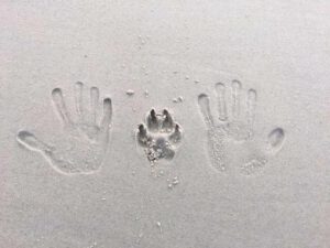 Mr. Buddy Bear's paw print in the sand with hands