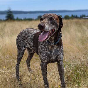 Cropped version of Jackson in a field of golden weeds, with a lake and green shrubs in the background