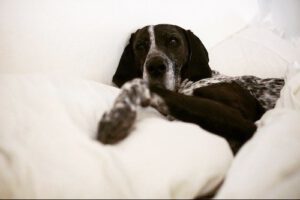 Murphy in Bed
