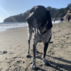 Murphy on the Beach