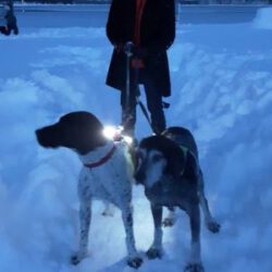 Image of Bobi in the snow with his new sibling, an older GSP